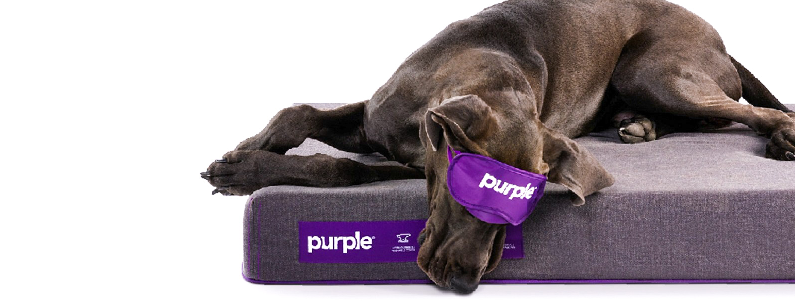 Purple Pet Bed